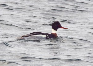 Vinterfåglar på Ribersborgsstranden