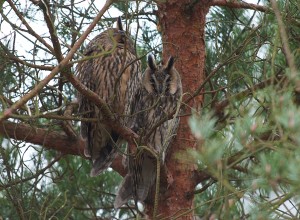 pspaningefterhornugglorochkungsfiskare
